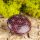 Berk Handschmeichler Lebensblume, weinrot Speckstein