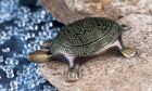 Berk Figur  Schildkröte klein, 10,5 cm