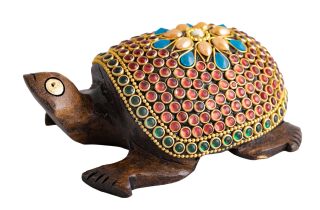 Berk Zauberschildkröte, klein