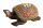 Berk Zauberschildkröte, klein