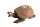 Berk Zauberschildkröte, groß